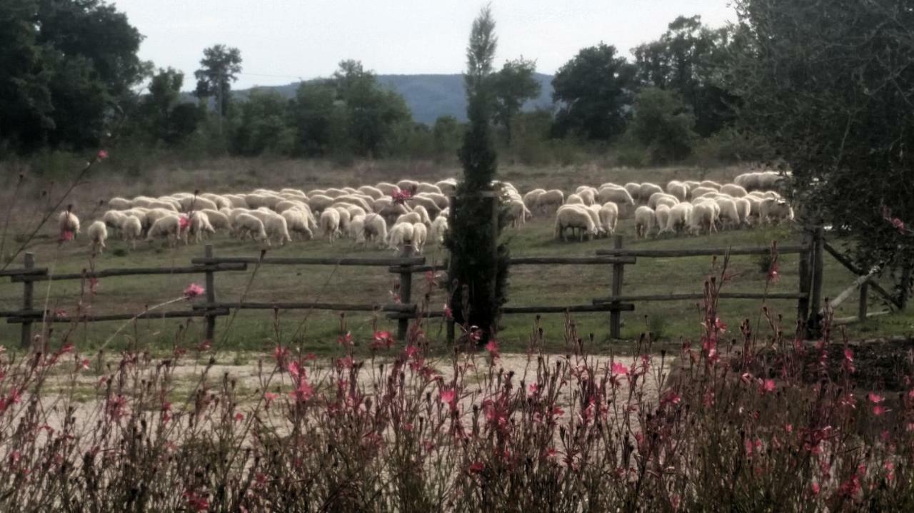 索瓦纳Maremma Country Chic Le Ginestre别墅 外观 照片